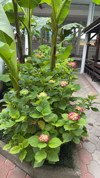 Гостиница Панама Лазаревское-5