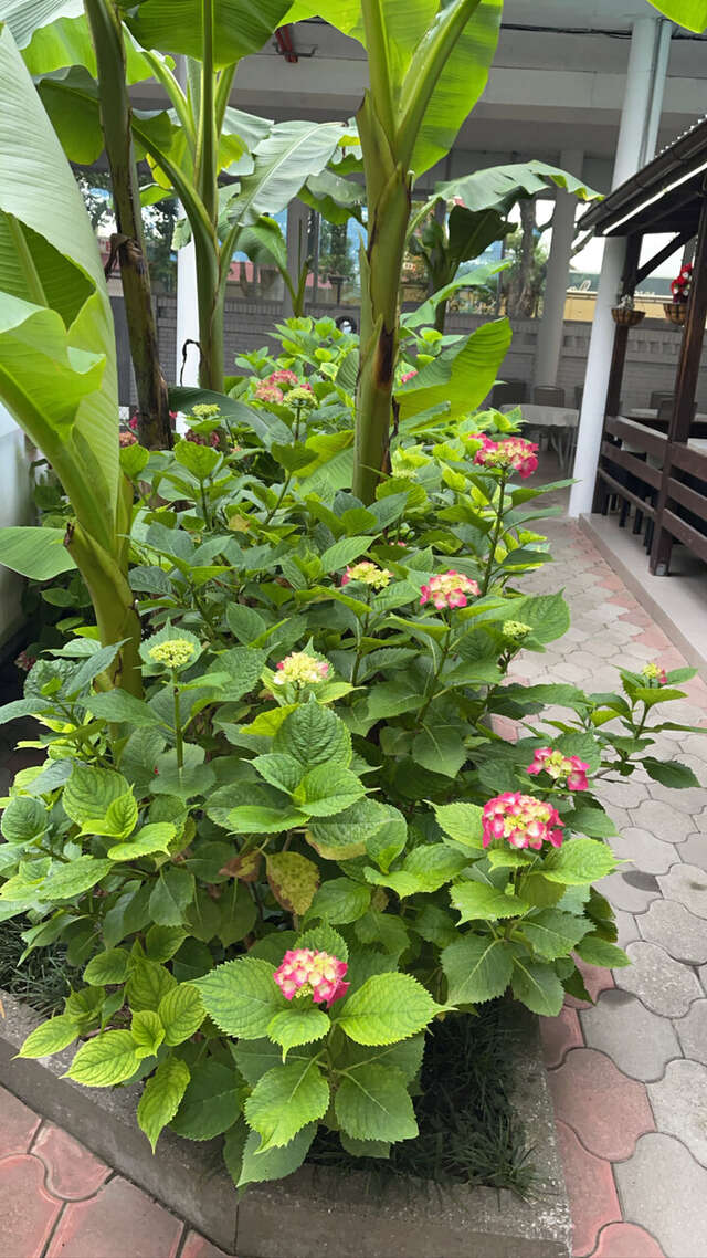 Гостиница Панама Лазаревское-8