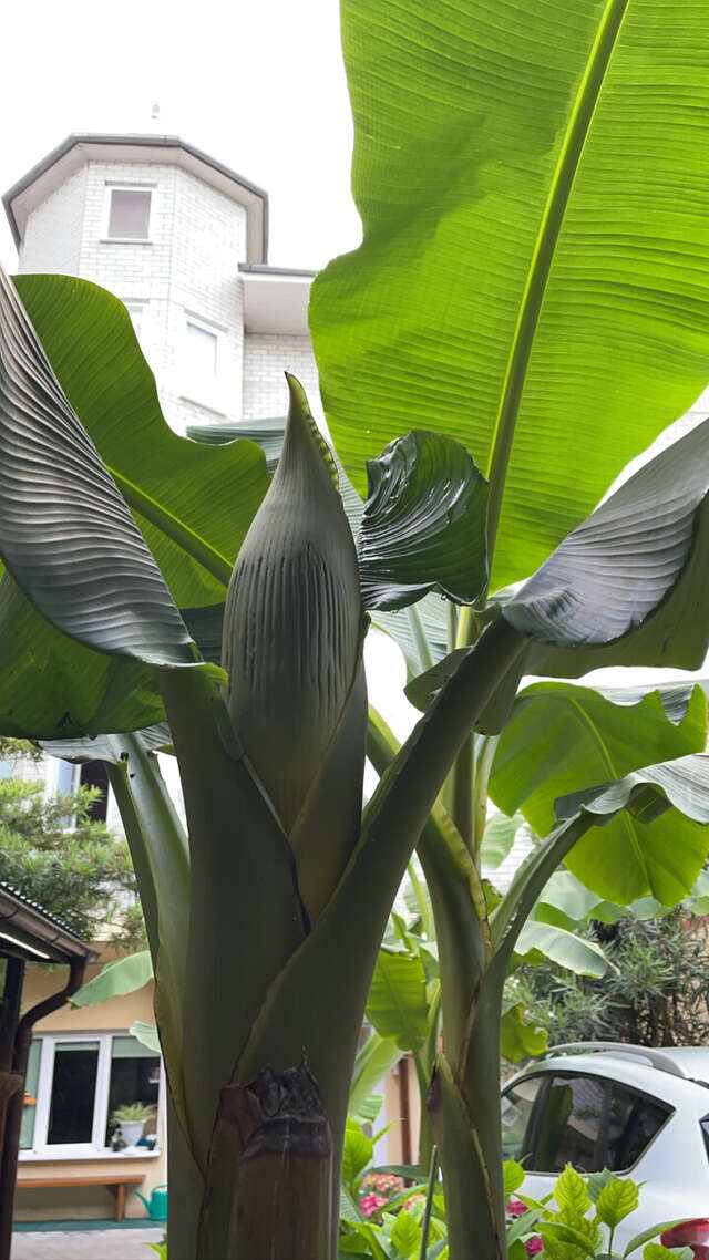 Гостиница Панама Лазаревское-12